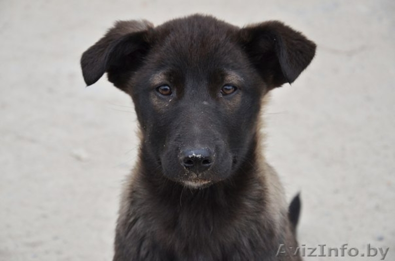 Собаки, щенки в дар - Изображение #3, Объявление #1063435