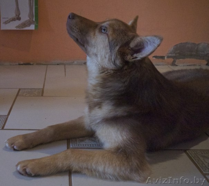 Шоколадная красавица в добрые руки - Изображение #3, Объявление #1049339