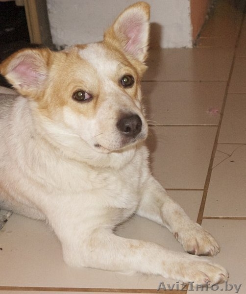 Милая собачка Фрося в добрые руки - Изображение #3, Объявление #1011958