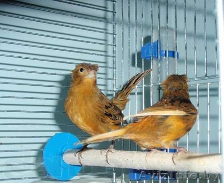 красиво поющий кенор - Изображение #1, Объявление #1066540