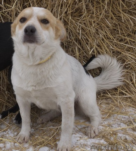 Милая собачка Фрося в добрые руки - Изображение #4, Объявление #1011958