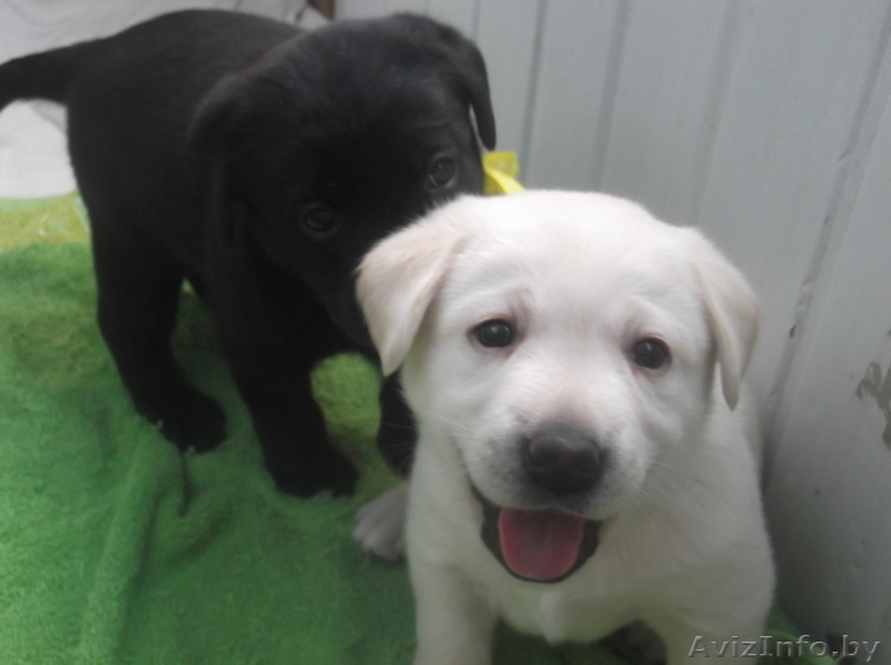 Щенки лабрадора ретривера 1,5 мес - Изображение #2, Объявление #1073259