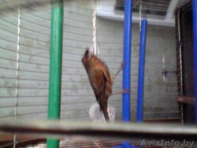 красиво поющий кенор - Изображение #2, Объявление #1066540