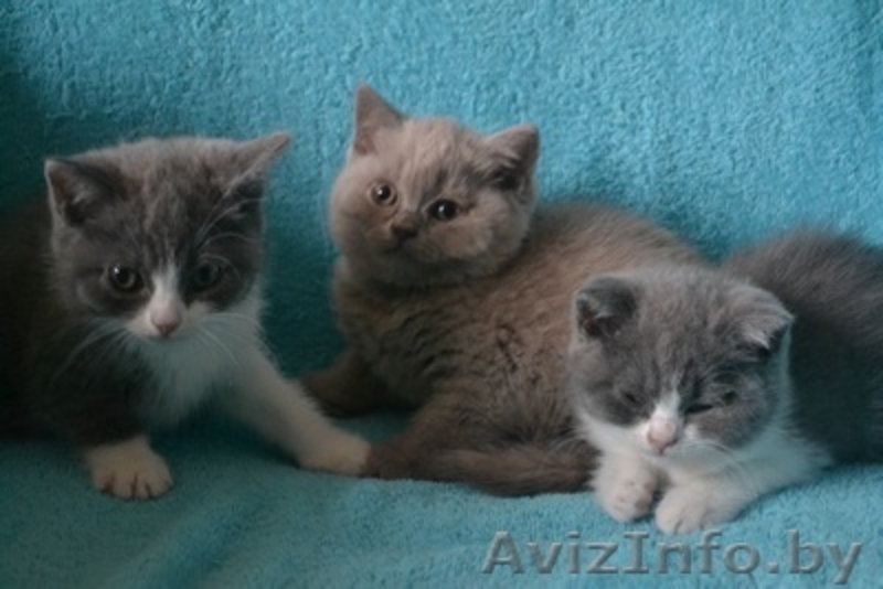 Британсие котята - Изображение #1, Объявление #1096847