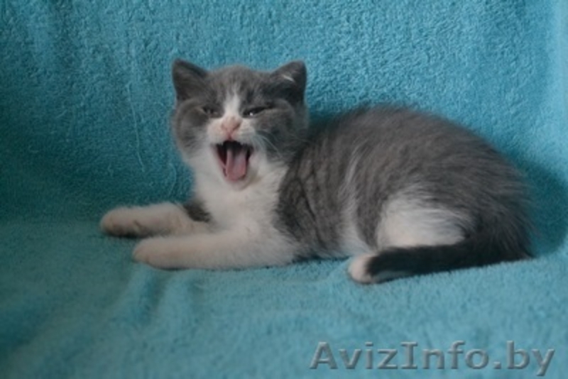 Британсие котята - Изображение #2, Объявление #1096847