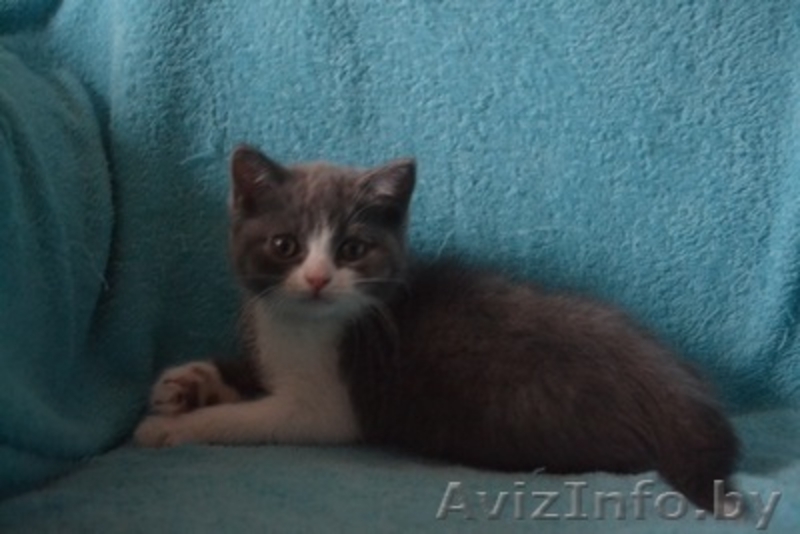 Британсие котята - Изображение #4, Объявление #1096847