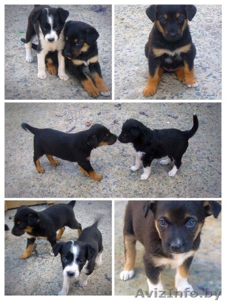 щенки бесплатно, в добрые руки, подарю - Изображение #5, Объявление #1090885