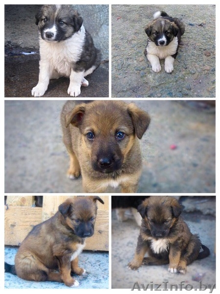 щенки бесплатно, в добрые руки, подарю - Изображение #4, Объявление #1090885