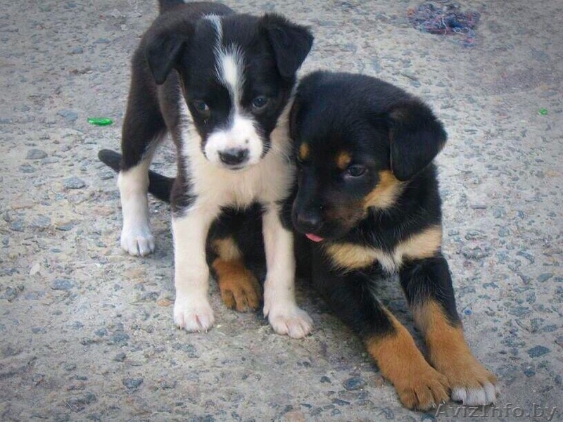 щенки бесплатно, в добрые руки, подарю - Изображение #2, Объявление #1090885