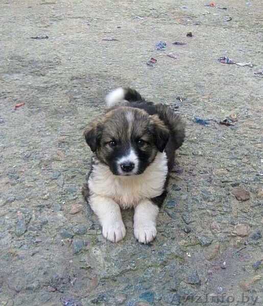 щенки бесплатно, в добрые руки, подарю - Изображение #7, Объявление #1090885