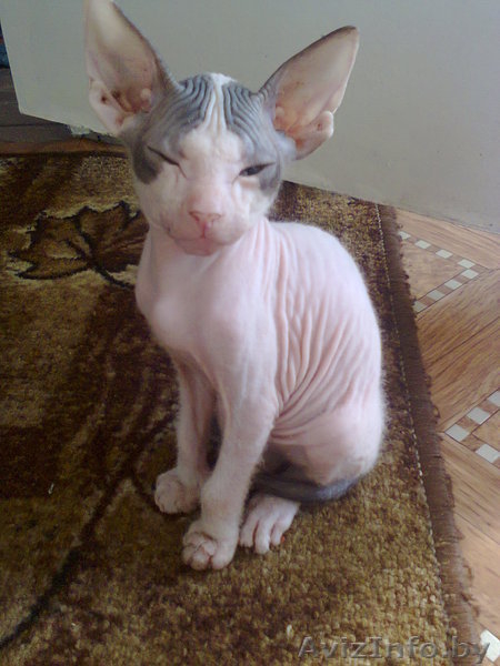  котят донского сфинкса - Изображение #2, Объявление #1104934