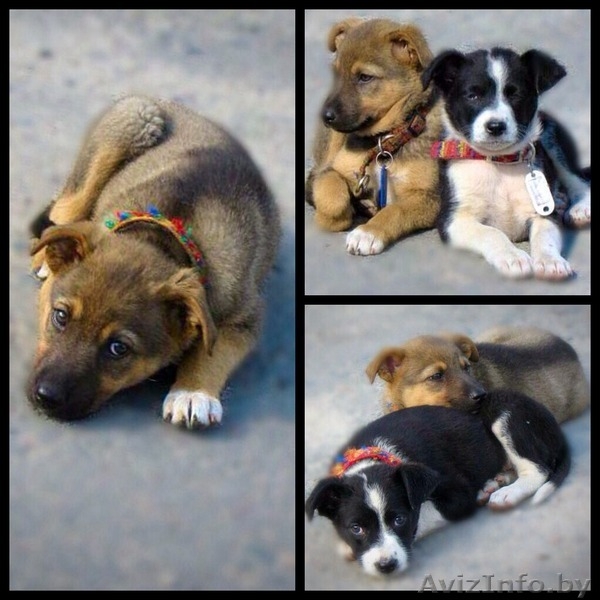 #щенки отдам бесплатно #в добрые руки #красивые щенки #собака в добрые руки # - Изображение #1, Объявление #1098544