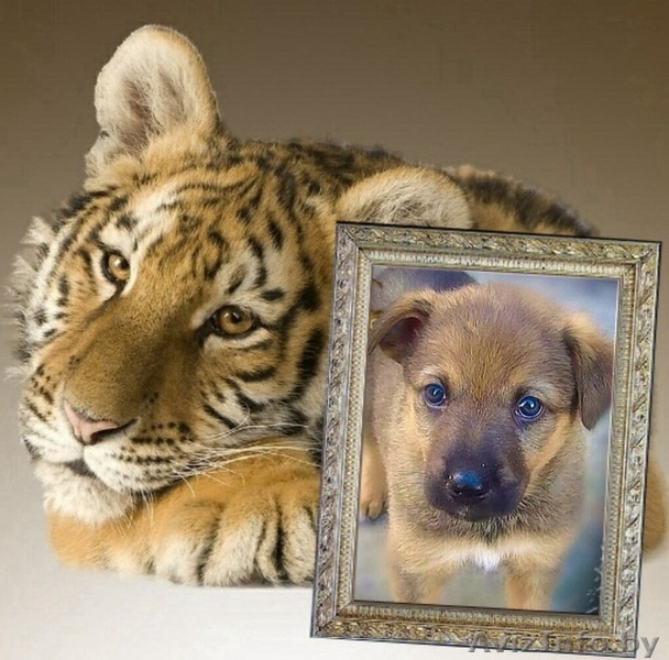 #щенки отдам бесплатно #в добрые руки #красивые щенки #собака в добрые руки # - Изображение #4, Объявление #1098544