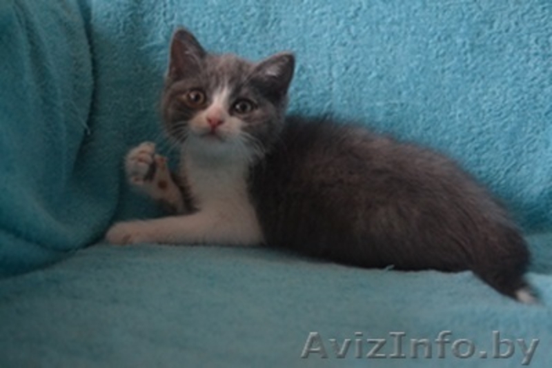 Британские котятики - Изображение #1, Объявление #1114722