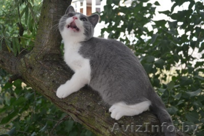 Британские плюшевые котятки - Изображение #1, Объявление #1124109