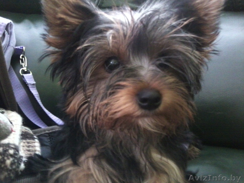 Продам породистых Йориков - Изображение #3, Объявление #1118125