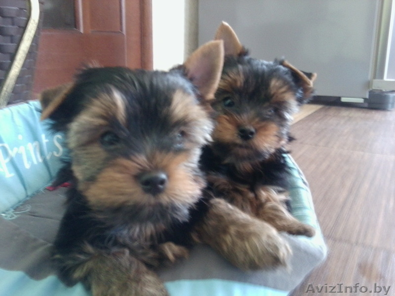 Продам породистых Йориков - Изображение #1, Объявление #1118125