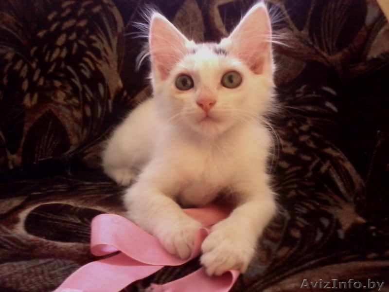 Беленький котёнок в дар - Изображение #3, Объявление #1128855