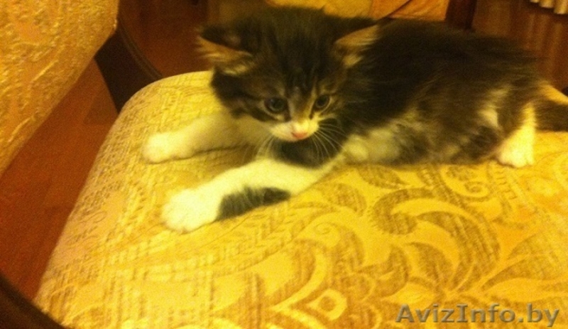 Милые пушистые котята в дар!! - Изображение #5, Объявление #1133857