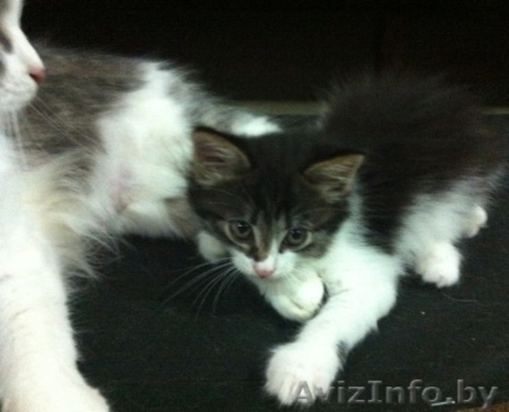 Милые пушистые котята в дар!! - Изображение #3, Объявление #1133857