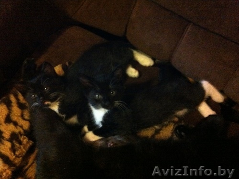 Милые пушистые котята в дар!! - Изображение #4, Объявление #1133857