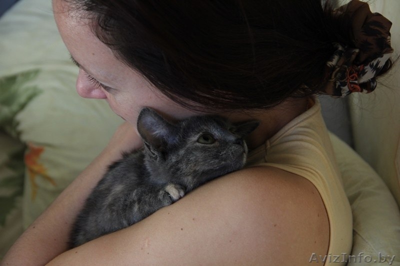 Котёнок Элси, 3 мес. ищет себе надёжного хозяина. - Изображение #3, Объявление #1169398