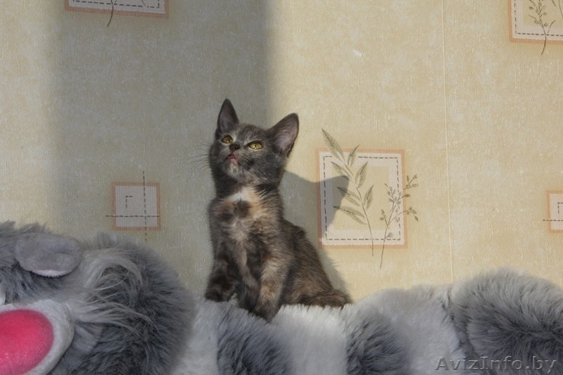 Котёнок Элси, 3 мес. ищет себе надёжного хозяина. - Изображение #4, Объявление #1169398