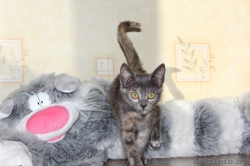 Котёнок Элси, 3 мес. ищет себе надёжного хозяина. - Изображение #2, Объявление #1169398