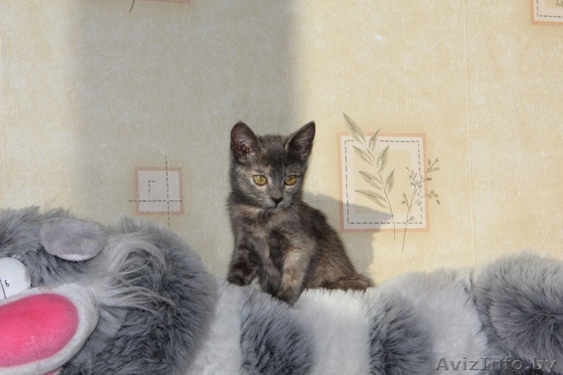 Котёнок Элси, 3 мес. ищет себе надёжного хозяина. - Изображение #5, Объявление #1169398