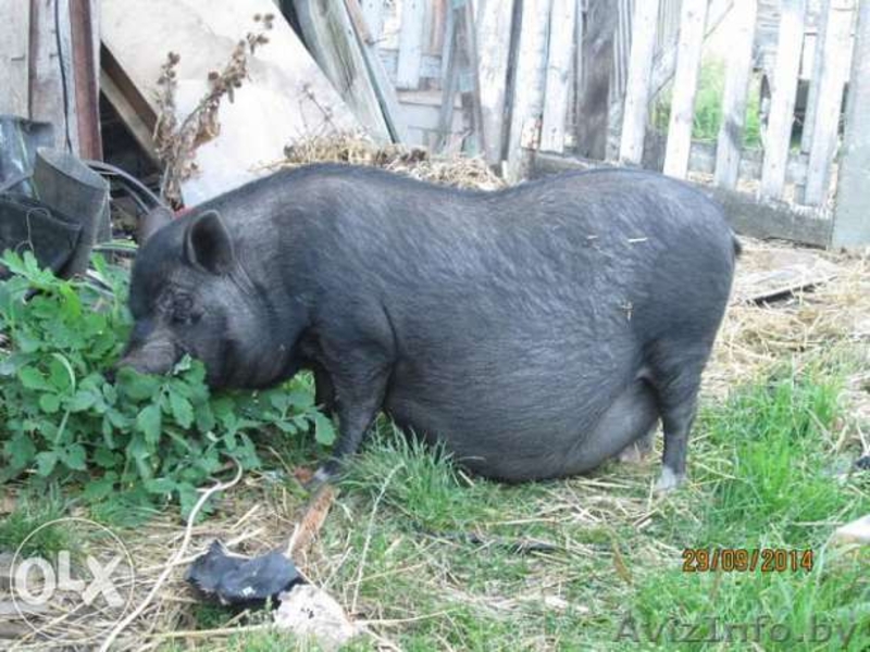 Качественные вьетнамские поросята - Изображение #1, Объявление #1179377