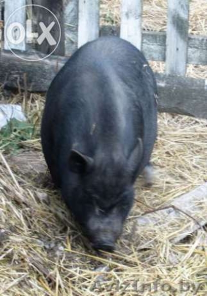 Качественные вьетнамские поросята - Изображение #2, Объявление #1179377