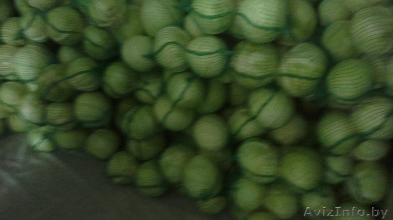 капуста белокочанная  - Изображение #3, Объявление #1197790