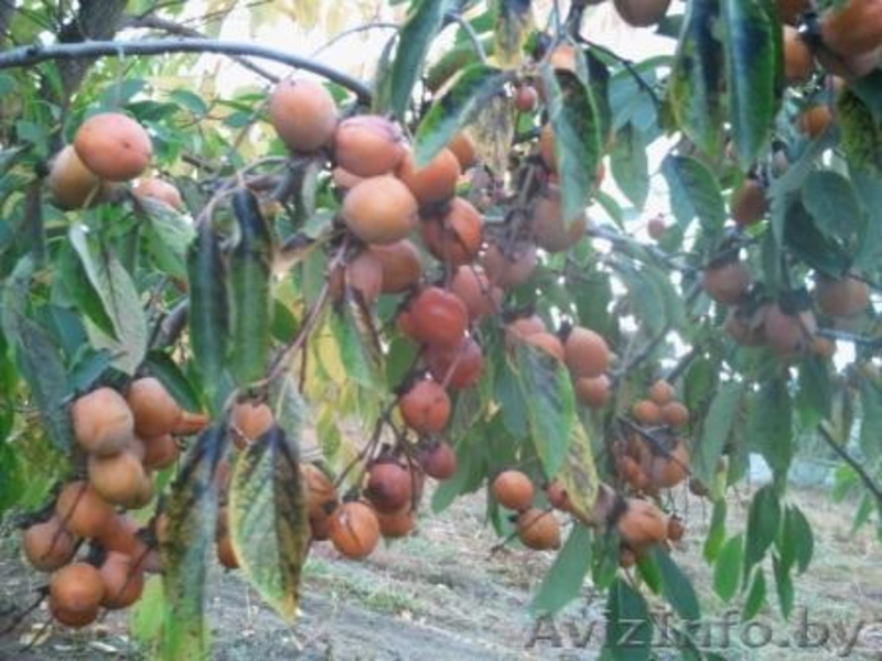 Хурма Виргинская или Американская. - Изображение #2, Объявление #1189878