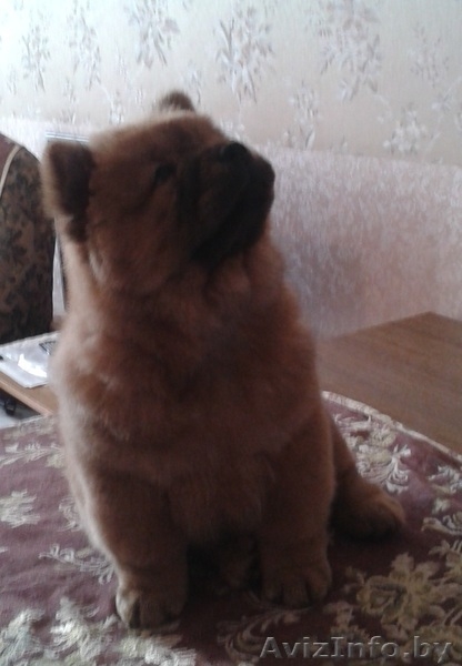 Чау-чау щенки  от элитных родителей. - Изображение #1, Объявление #1196531