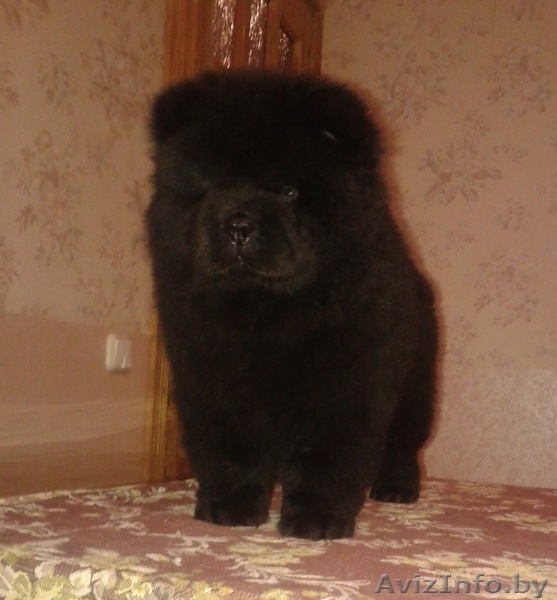 Чау-чау щенки  от элитных родителей. - Изображение #2, Объявление #1196531