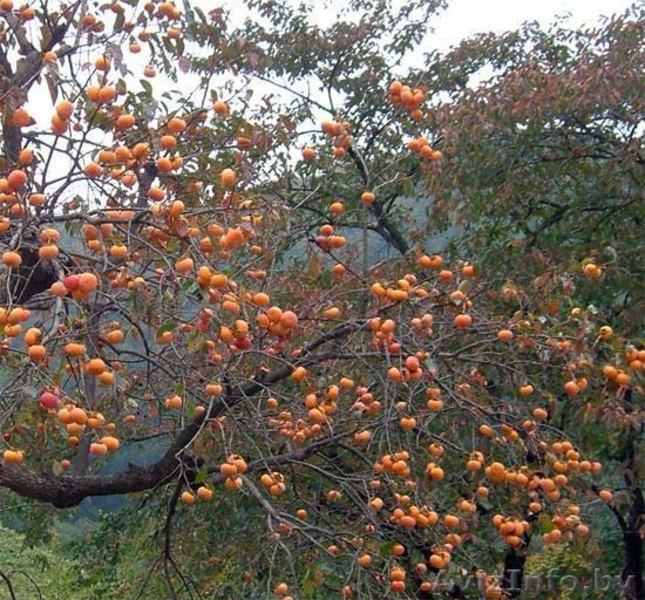 Хурма Виргинская или Американская. - Изображение #3, Объявление #1189878