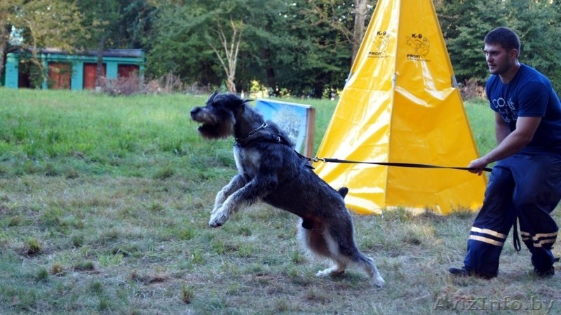 Дрессировка собак в Бресте - Изображение #1, Объявление #1209855