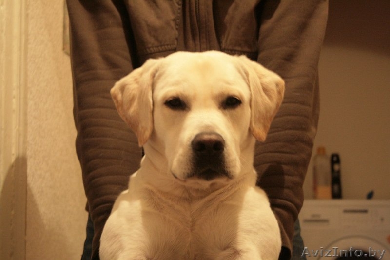 Вязка кобеля лабрадора - Изображение #1, Объявление #1248539