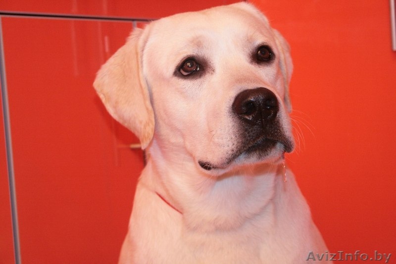 Вязка кобеля лабрадора - Изображение #2, Объявление #1248539