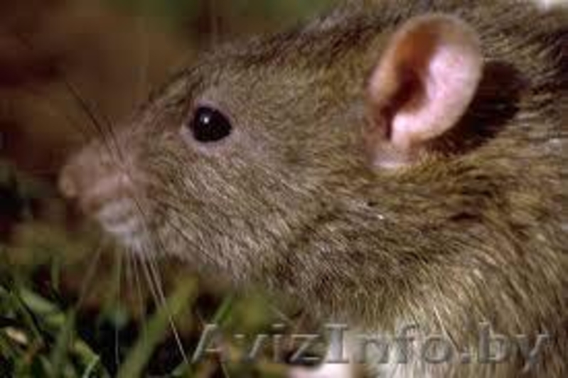 Декоративные крыски - Изображение #2, Объявление #1243949