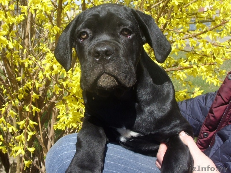 перспективные щенки кане корсо - Изображение #1, Объявление #1252504