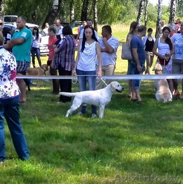 Вязка кобеля лабрадора - Изображение #4, Объявление #1248539