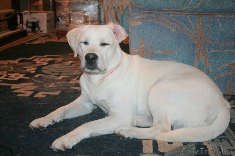 Вязка кобеля лабрадора - Изображение #5, Объявление #1248539