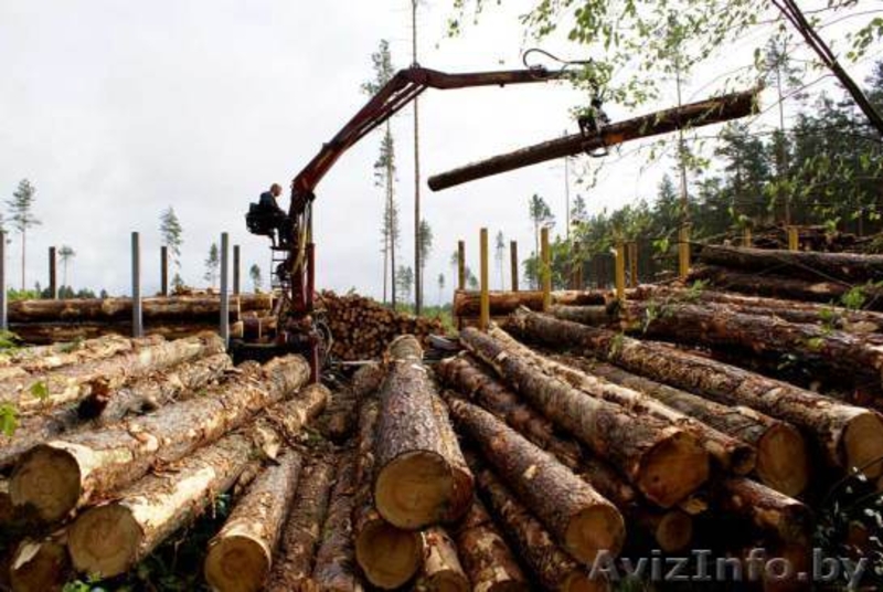 услуги лесовоз с манипулятором  - Изображение #4, Объявление #1258078