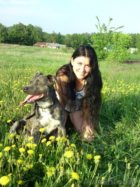 Продаются щенки амстаффа - Изображение #2, Объявление #1268255