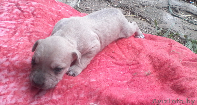 Продаются щенки амстаффа - Изображение #3, Объявление #1268255