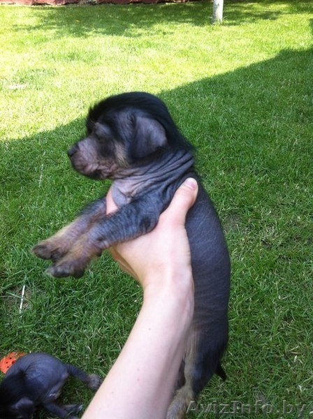 Китайской хохлатой щенки в дар. - Изображение #1, Объявление #1280775