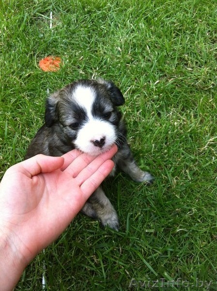 Китайской хохлатой щенки в дар. - Изображение #2, Объявление #1280775