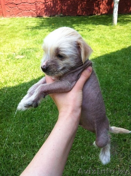 Китайской хохлатой щенки в дар. - Изображение #3, Объявление #1280775