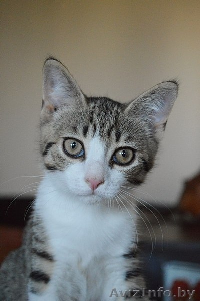 Котенок в дар. Геральт - Изображение #10, Объявление #1300307